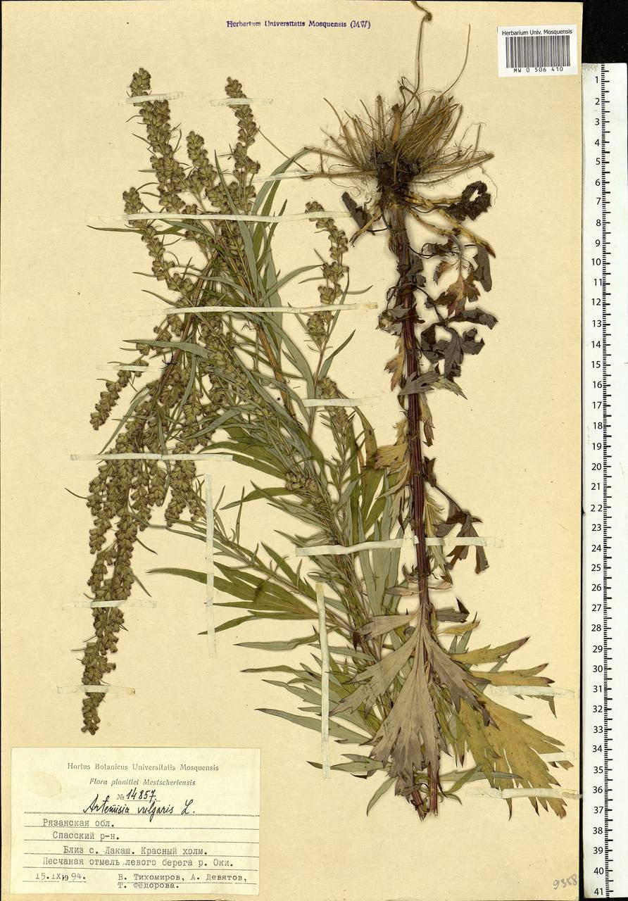 Artemisia vulgaris L., Eastern Europe, Central region (E4) (Russia)