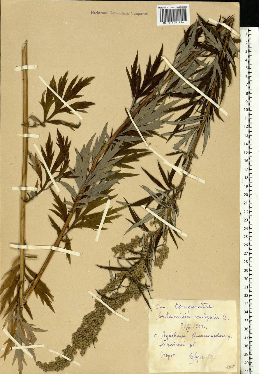 Artemisia vulgaris L., Eastern Europe, Central region (E4) (Russia)