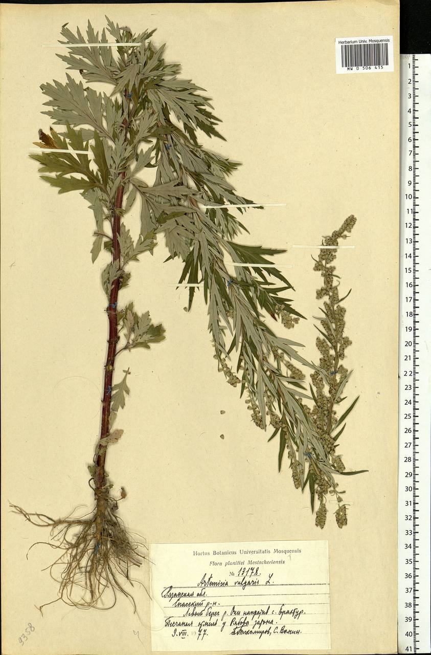 Artemisia vulgaris L., Eastern Europe, Central region (E4) (Russia)