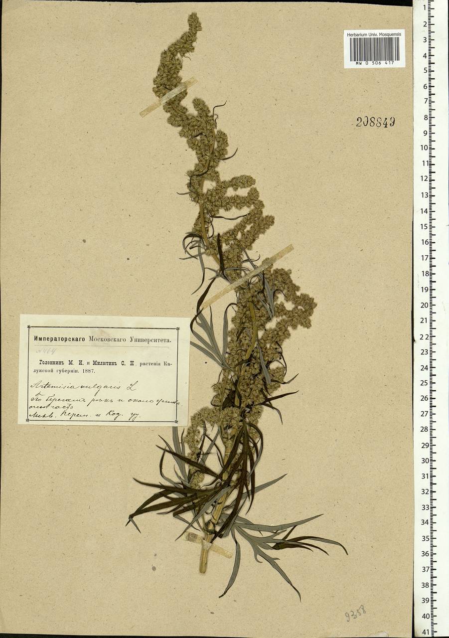 Artemisia vulgaris L., Eastern Europe, Central region (E4) (Russia)
