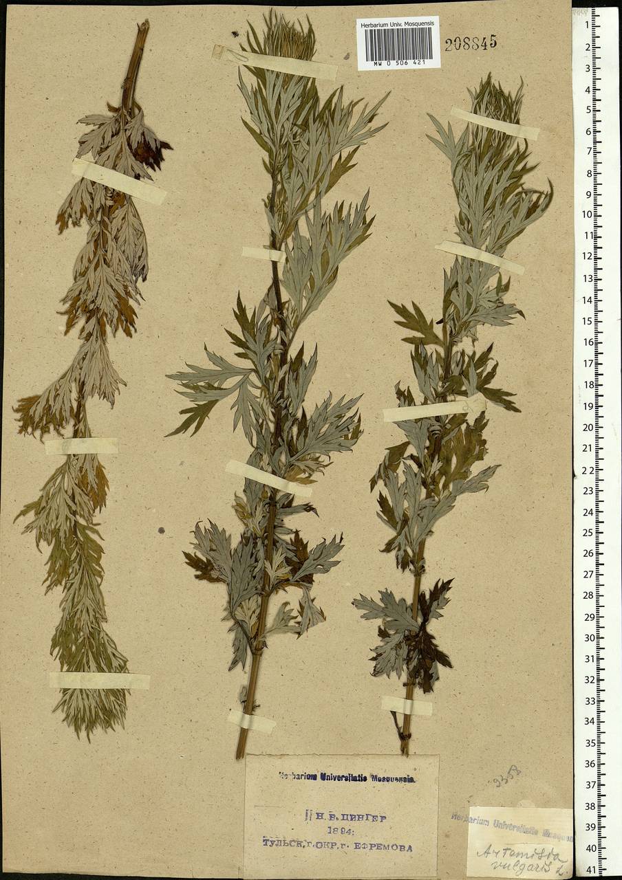 Artemisia vulgaris L., Eastern Europe, Central region (E4) (Russia)