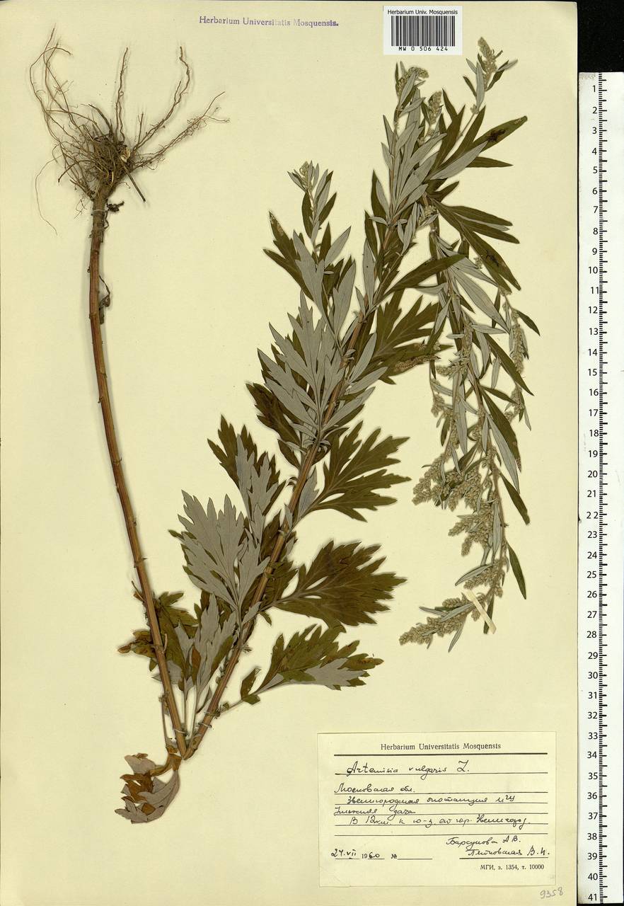 Artemisia vulgaris L., Eastern Europe, Moscow region (E4a) (Russia)