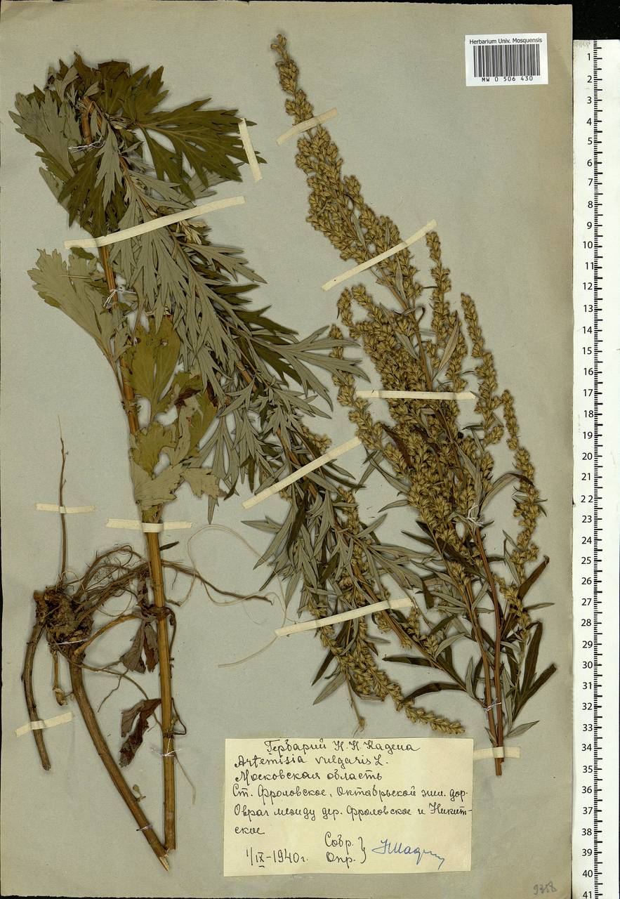 Artemisia vulgaris L., Eastern Europe, Moscow region (E4a) (Russia)