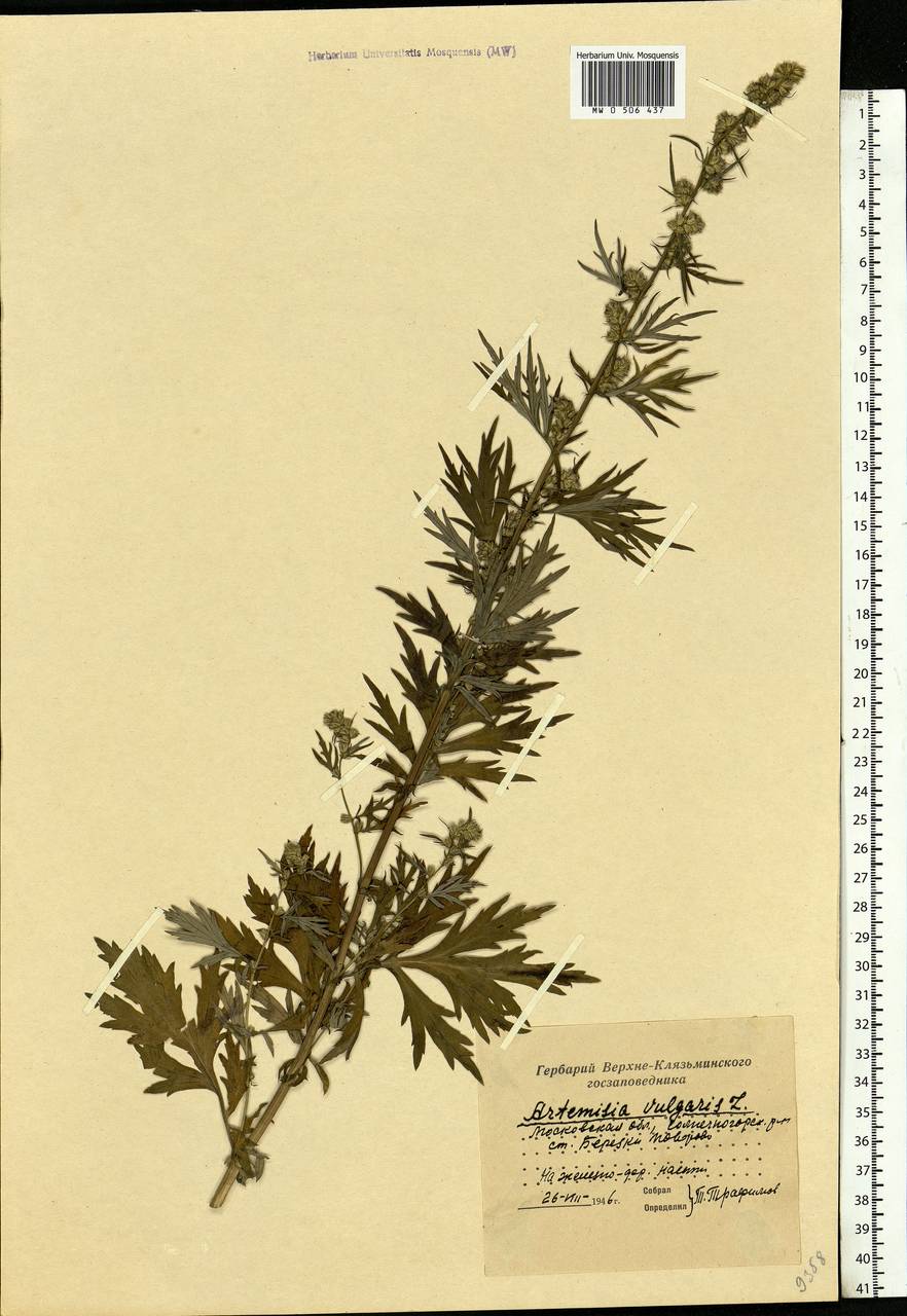 Artemisia vulgaris L., Eastern Europe, Moscow region (E4a) (Russia)
