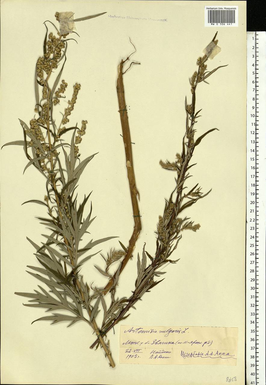 Artemisia vulgaris L., Eastern Europe, Moscow region (E4a) (Russia)