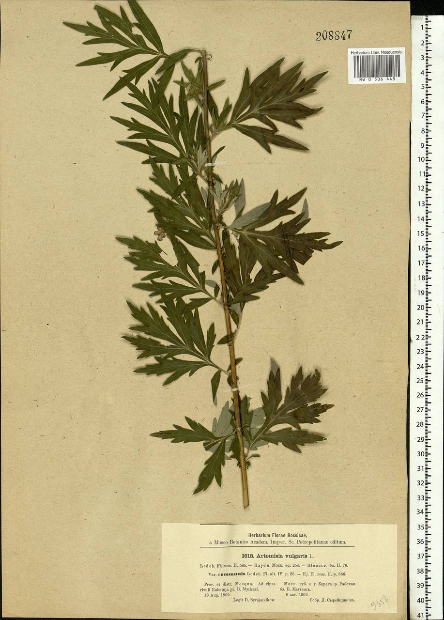 Artemisia vulgaris L., Eastern Europe, Moscow region (E4a) (Russia)