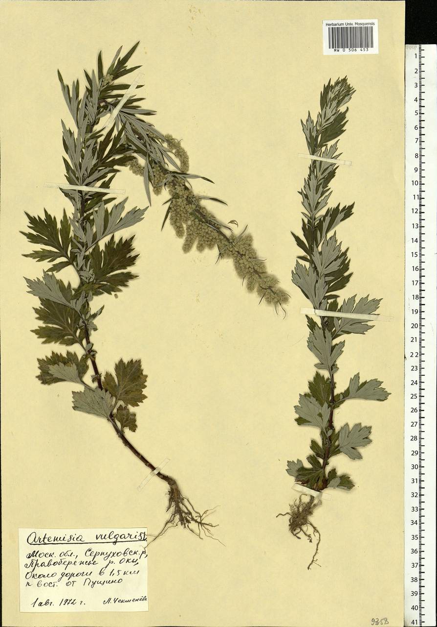 Artemisia vulgaris L., Eastern Europe, Moscow region (E4a) (Russia)