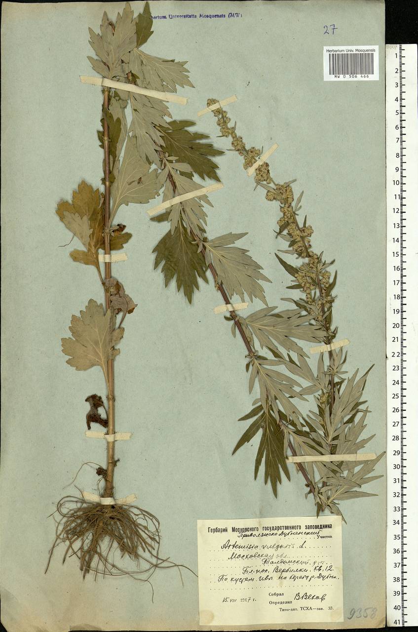 Artemisia vulgaris L., Eastern Europe, Moscow region (E4a) (Russia)