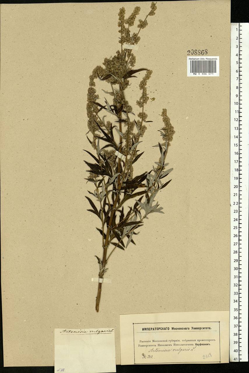 Artemisia vulgaris L., Eastern Europe, Moscow region (E4a) (Russia)