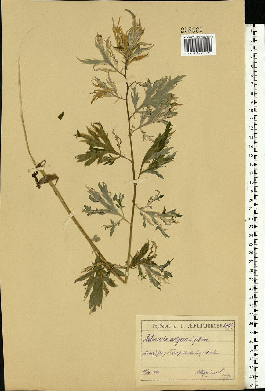 Artemisia vulgaris L., Eastern Europe, Moscow region (E4a) (Russia)