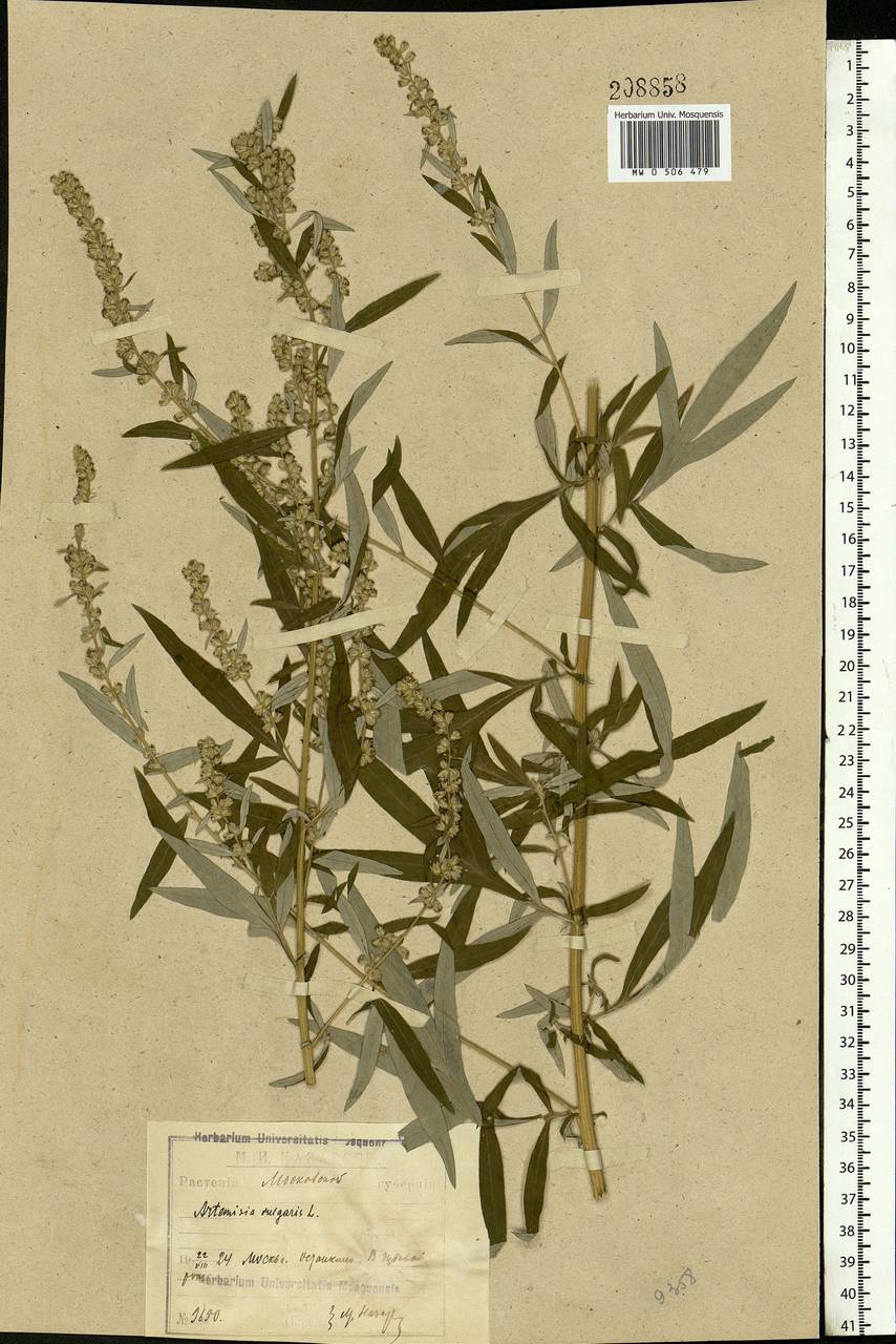 Artemisia vulgaris L., Eastern Europe, Moscow region (E4a) (Russia)