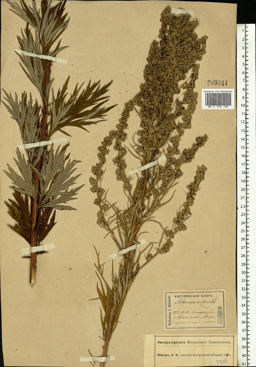 Artemisia vulgaris L., Eastern Europe, Central forest region (E5) (Russia)