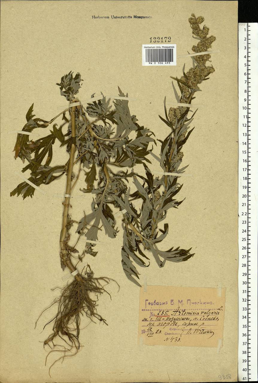 Artemisia vulgaris L., Eastern Europe, Central forest region (E5) (Russia)