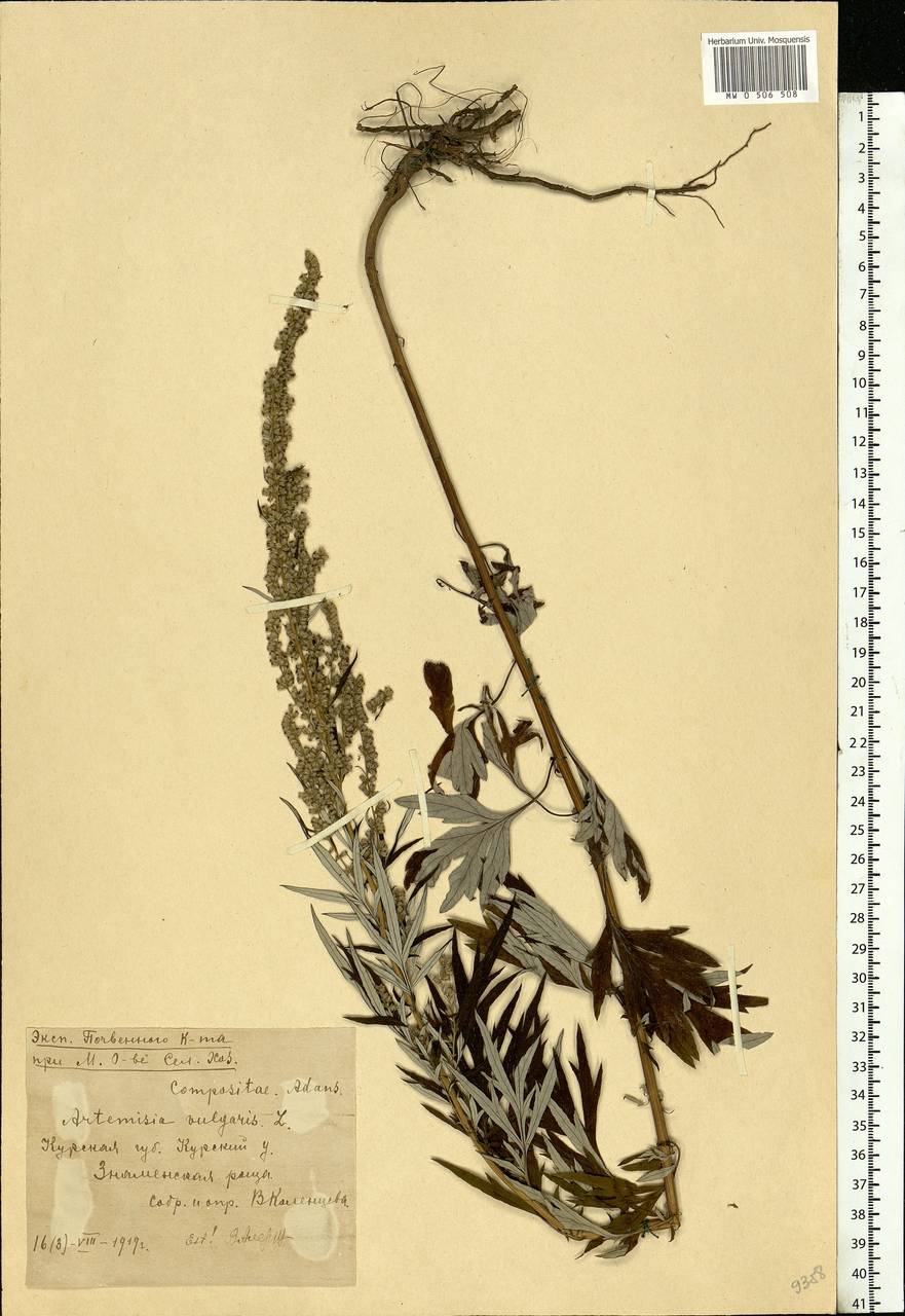 Artemisia vulgaris L., Eastern Europe, Central forest-and-steppe region (E6) (Russia)