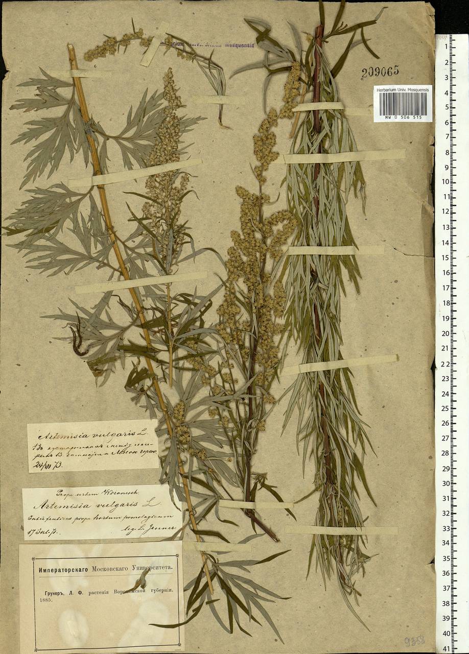 Artemisia vulgaris L., Eastern Europe, Central forest-and-steppe region (E6) (Russia)