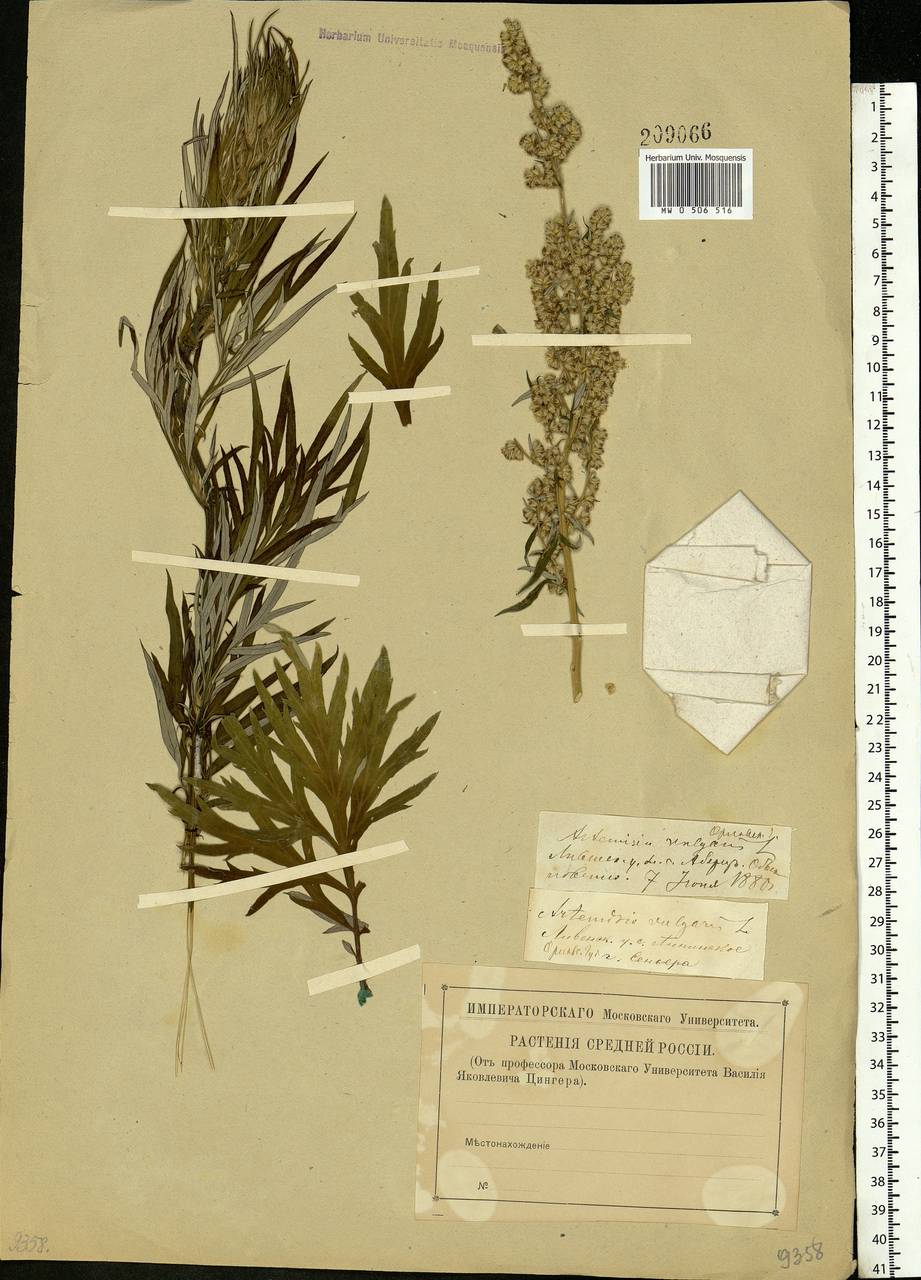 Artemisia vulgaris L., Eastern Europe, Central forest-and-steppe region (E6) (Russia)