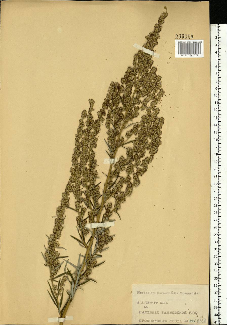 Artemisia vulgaris L., Eastern Europe, Central forest-and-steppe region (E6) (Russia)
