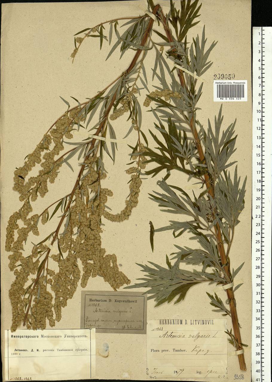 Artemisia vulgaris L., Eastern Europe, Central forest-and-steppe region (E6) (Russia)