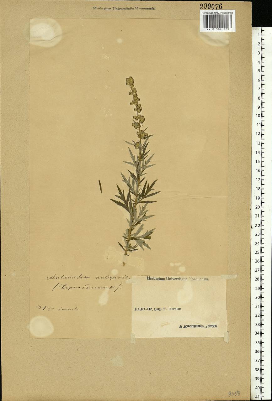 Artemisia vulgaris L., Eastern Europe, Volga-Kama region (E7) (Russia)