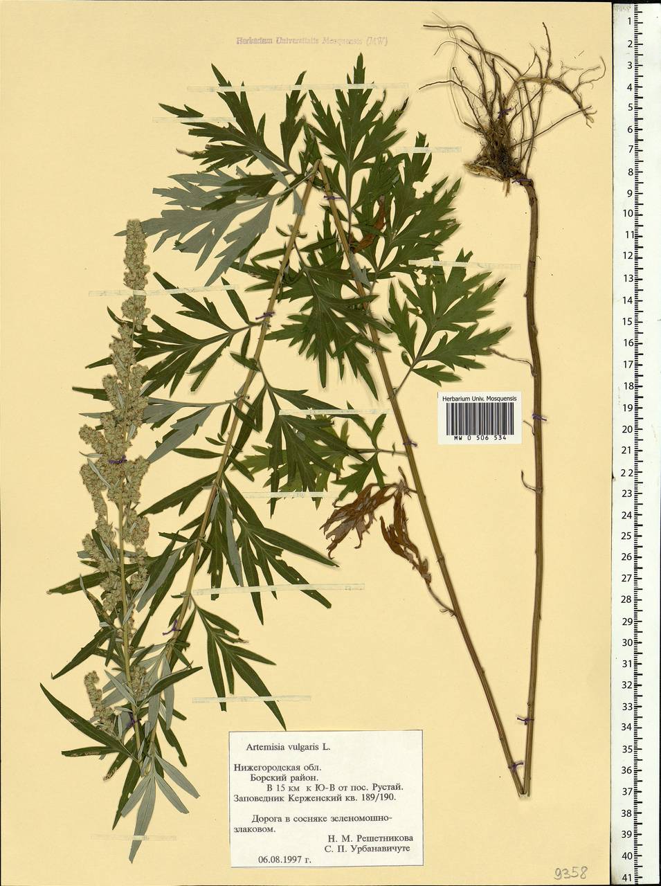 Artemisia vulgaris L., Eastern Europe, Volga-Kama region (E7) (Russia)