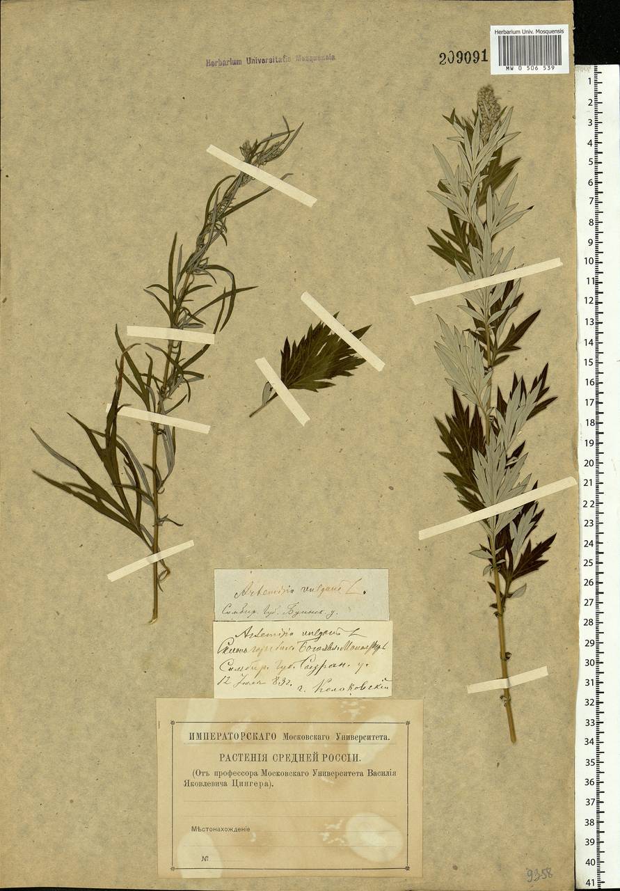 Artemisia vulgaris L., Eastern Europe, Middle Volga region (E8) (Russia)