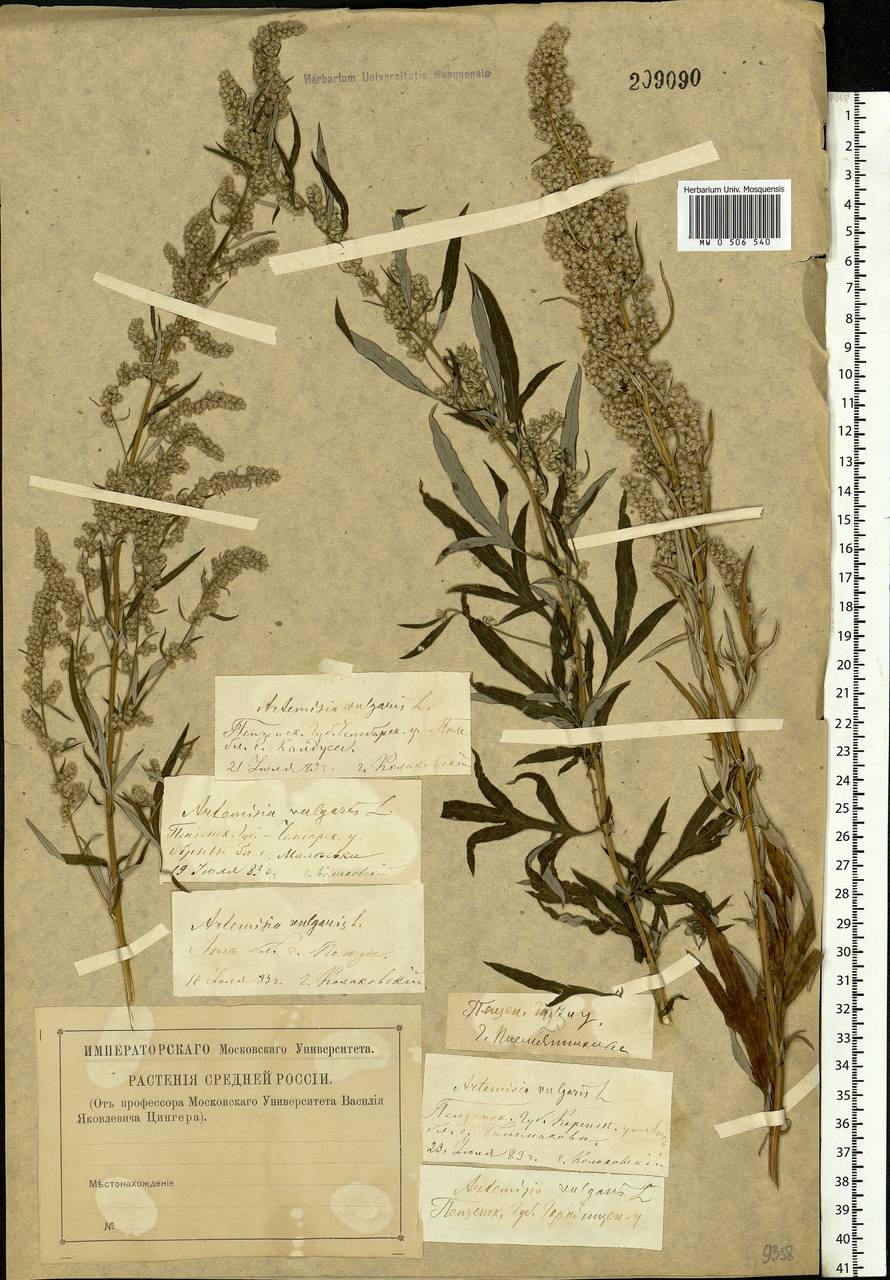 Artemisia vulgaris L., Eastern Europe, Middle Volga region (E8) (Russia)
