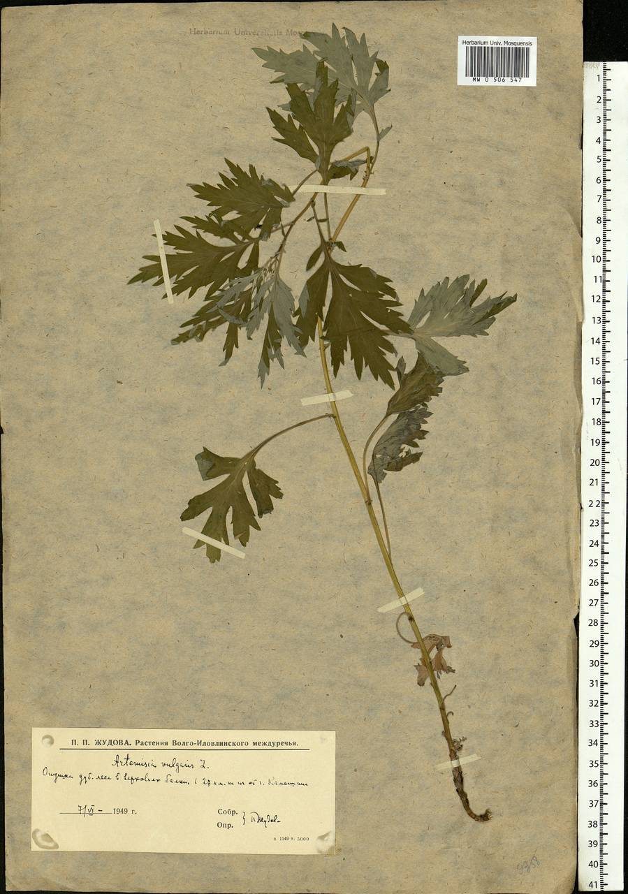 Artemisia vulgaris L., Eastern Europe, Lower Volga region (E9) (Russia)