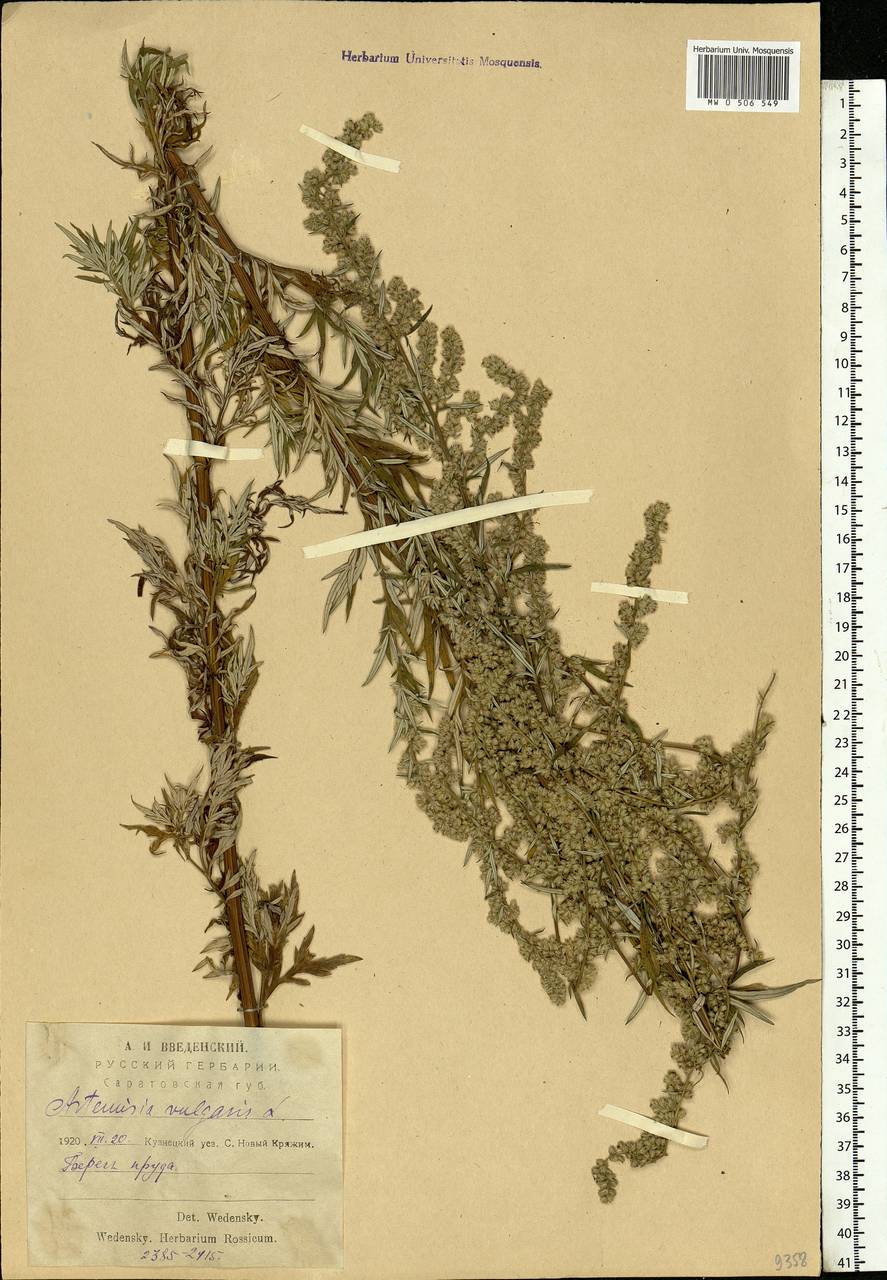 Artemisia vulgaris L., Eastern Europe, Middle Volga region (E8) (Russia)