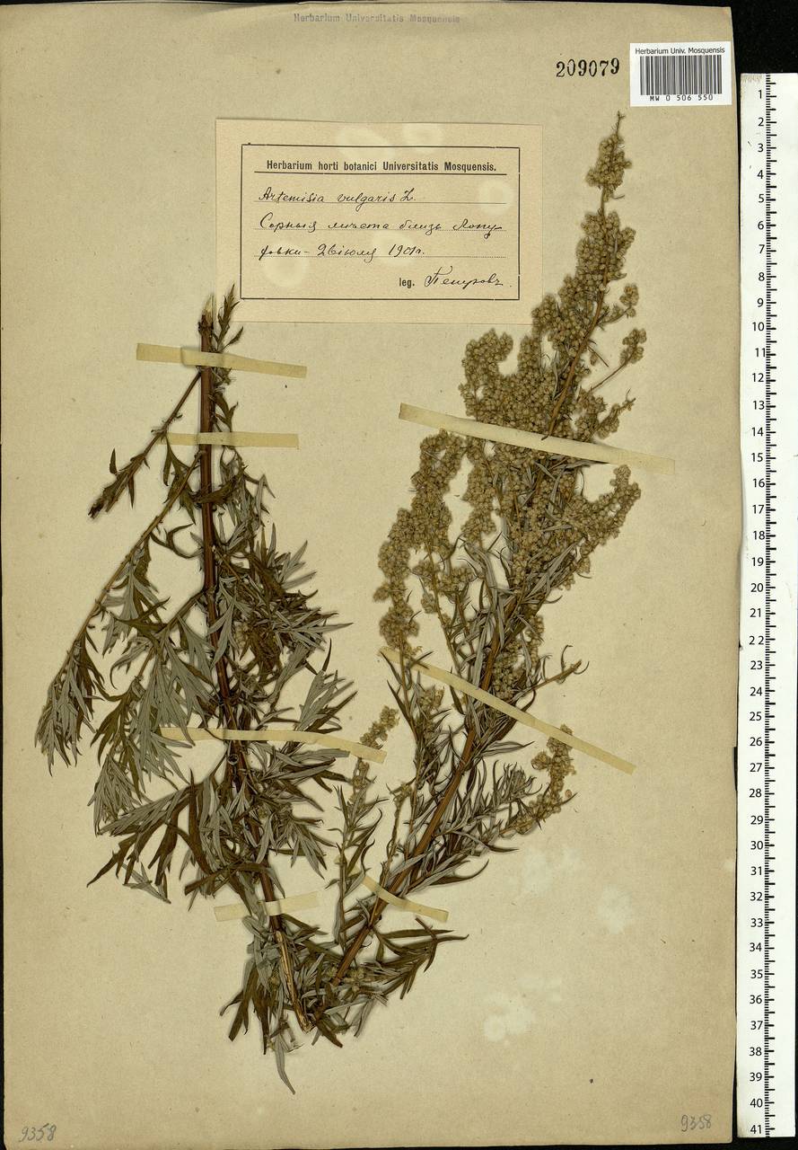 Artemisia vulgaris L., Eastern Europe, Lower Volga region (E9) (Russia)