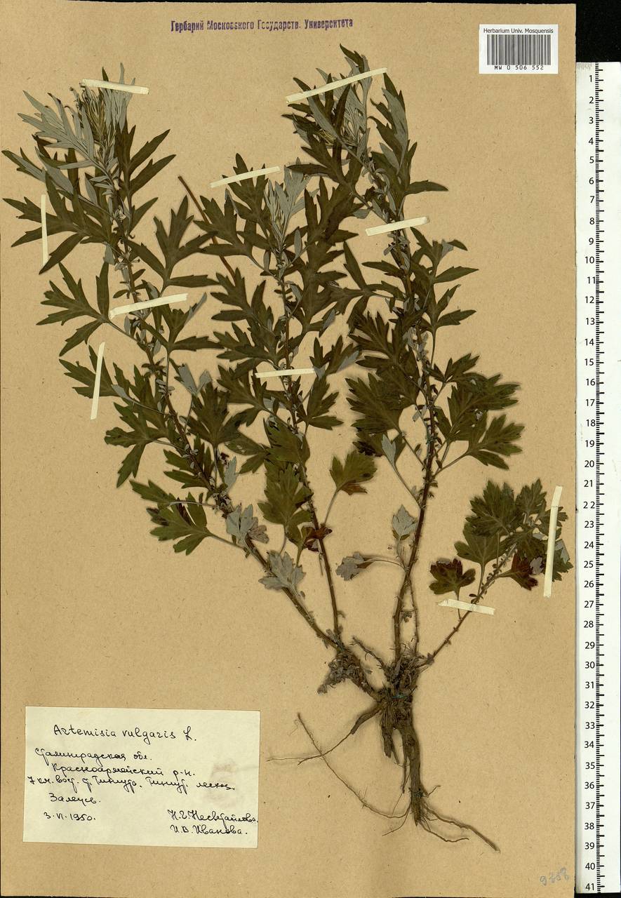 Artemisia vulgaris L., Eastern Europe, Lower Volga region (E9) (Russia)