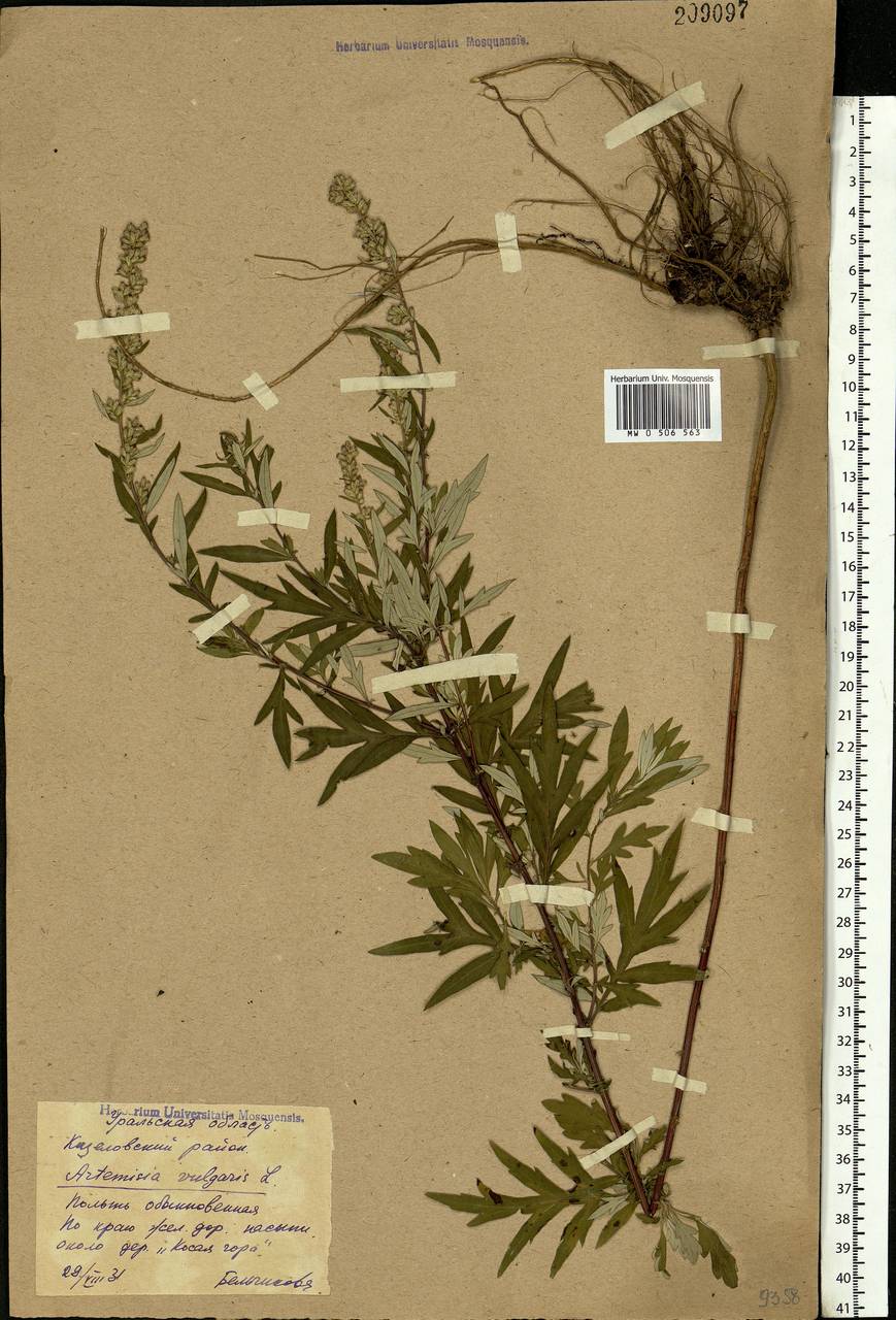 Artemisia vulgaris L., Eastern Europe, Eastern region (E10) (Russia)