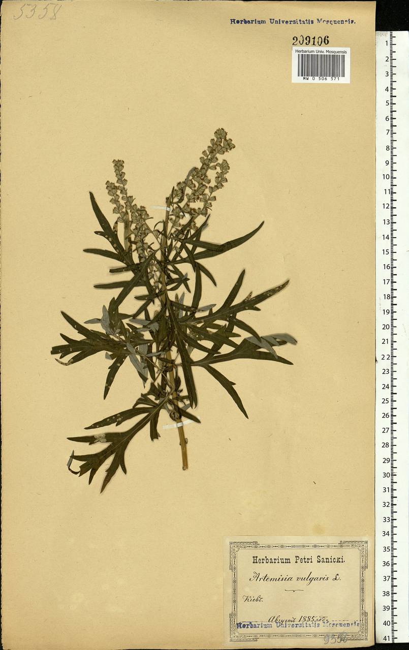 Artemisia vulgaris L., Eastern Europe, North Ukrainian region (E11) (Ukraine)