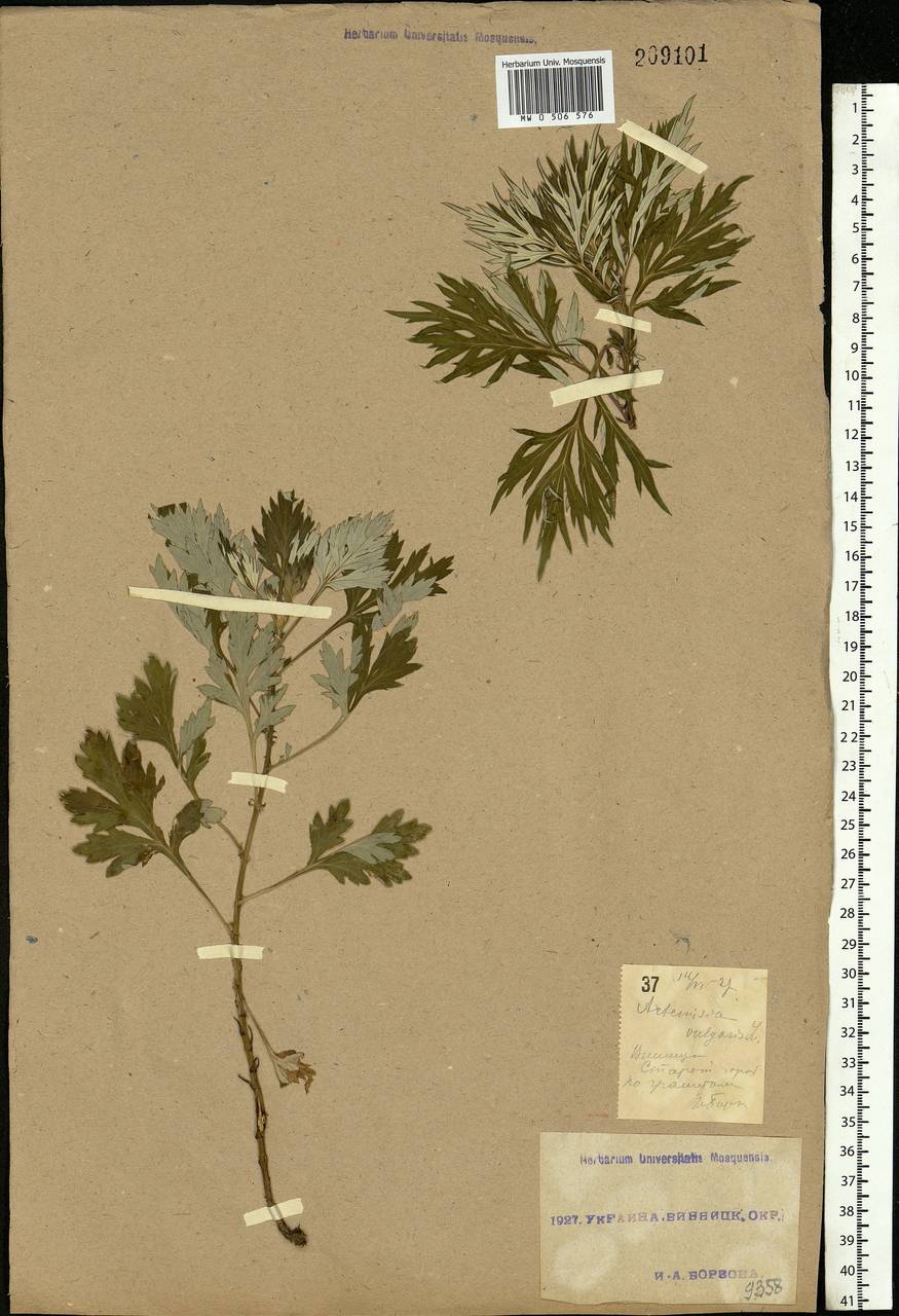 Artemisia vulgaris L., Eastern Europe, South Ukrainian region (E12) (Ukraine)