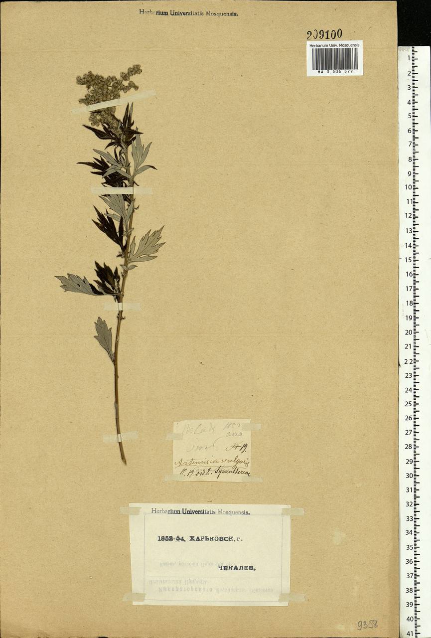 Artemisia vulgaris L., Eastern Europe, North Ukrainian region (E11) (Ukraine)