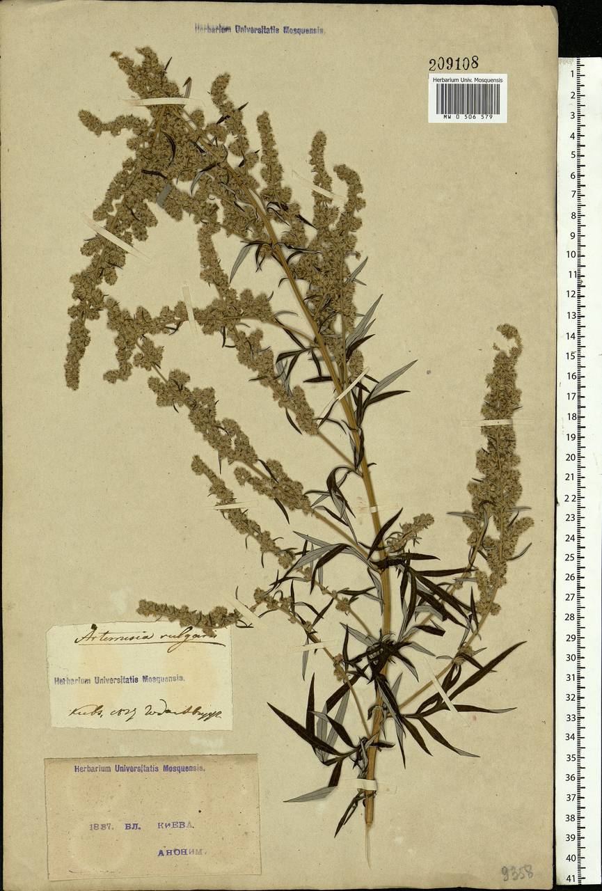 Artemisia vulgaris L., Eastern Europe, North Ukrainian region (E11) (Ukraine)