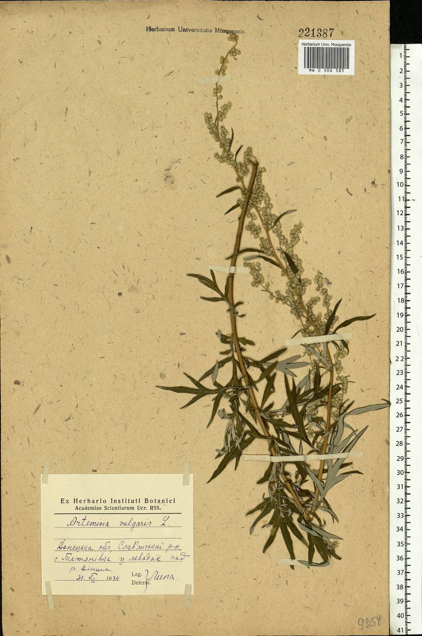 Artemisia vulgaris L., Eastern Europe, South Ukrainian region (E12) (Ukraine)