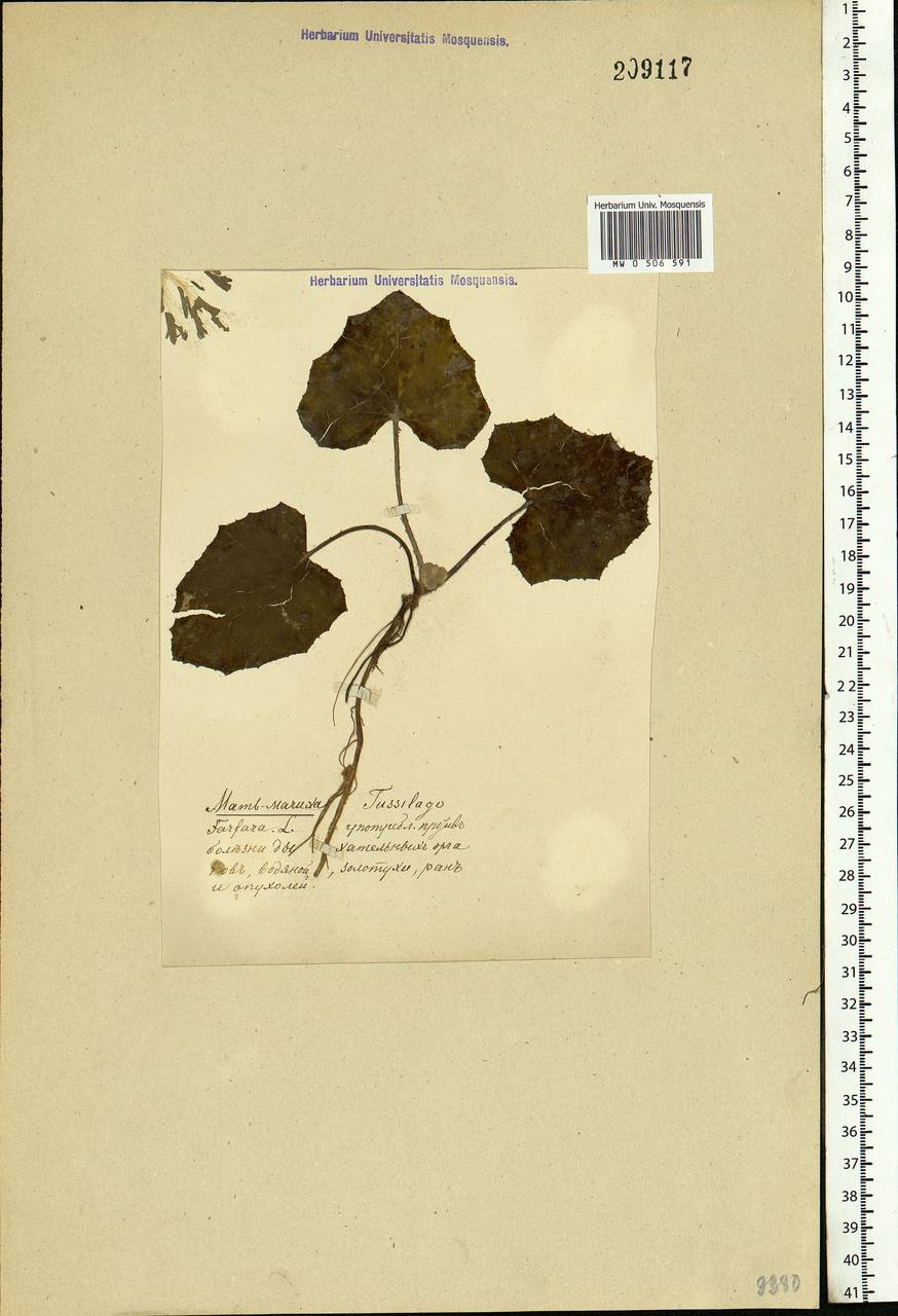 Tussilago farfara L., Eastern Europe (no precise locality) (E0) (Not classified)