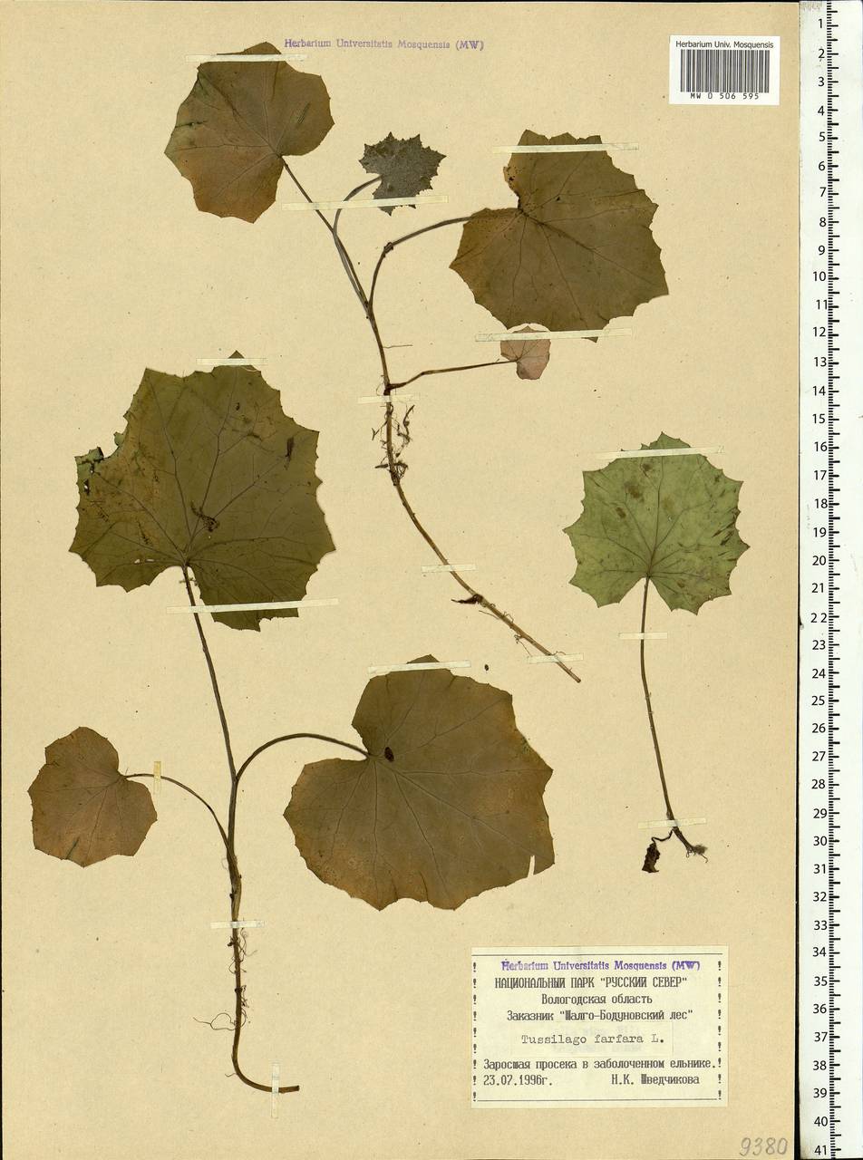 Tussilago farfara L., Eastern Europe, Northern region (E1) (Russia)