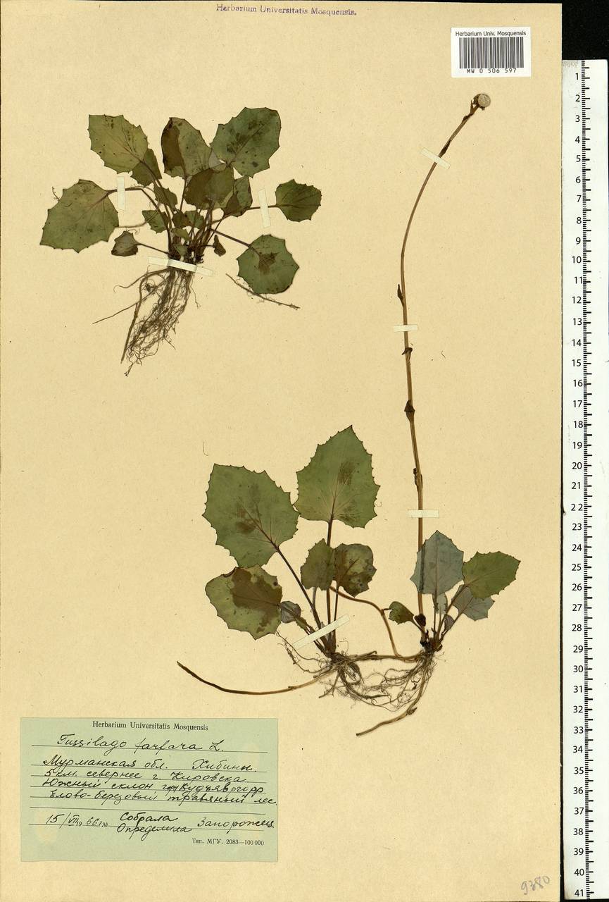 Tussilago farfara L., Eastern Europe, Northern region (E1) (Russia)