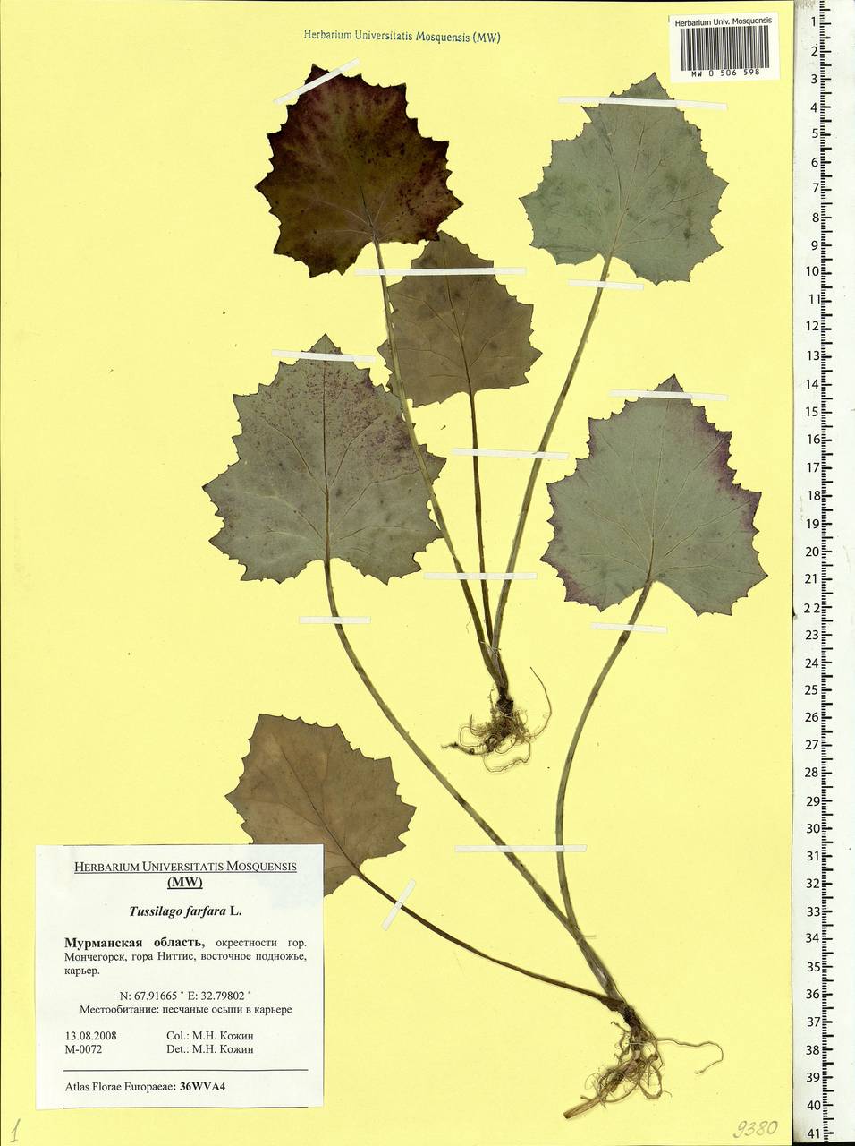 Tussilago farfara L., Eastern Europe, Northern region (E1) (Russia)