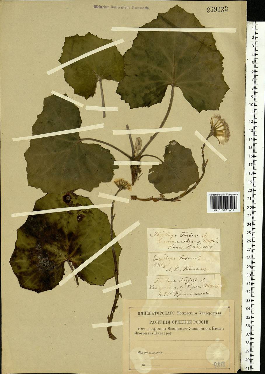 Tussilago farfara L., Eastern Europe, North-Western region (E2) (Russia)