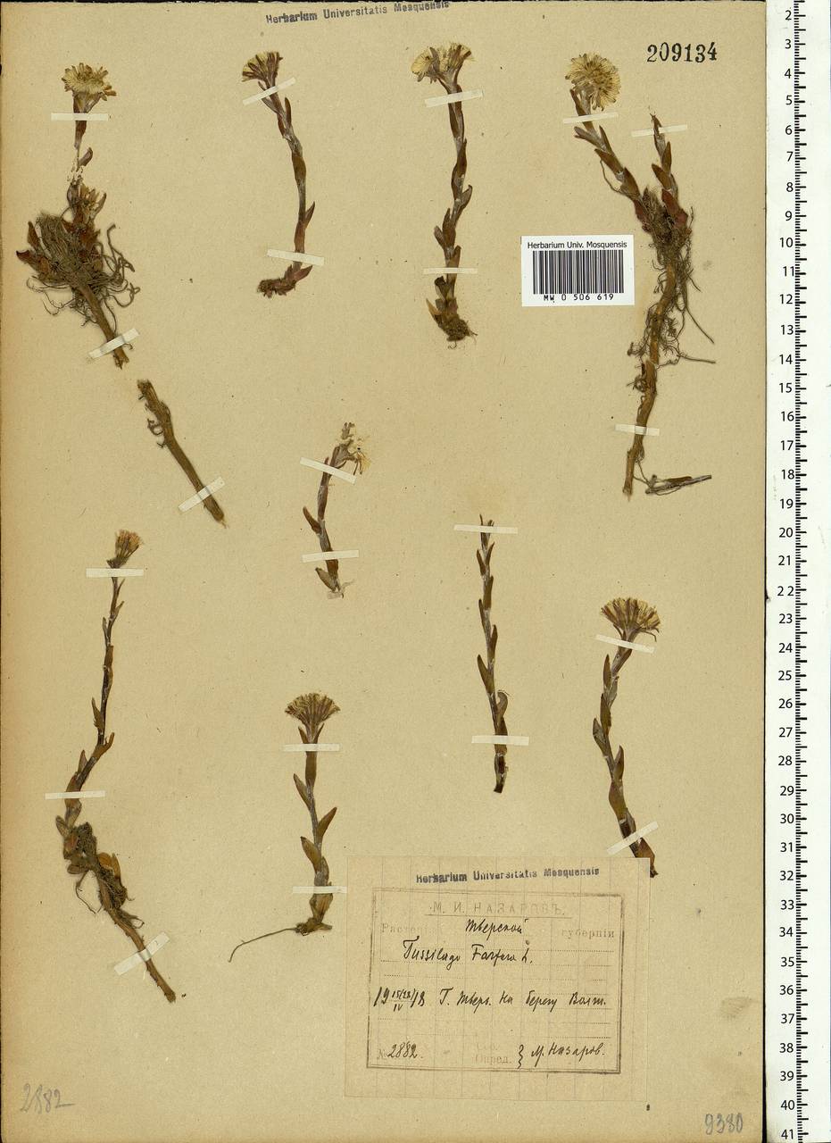 Tussilago farfara L., Eastern Europe, North-Western region (E2) (Russia)