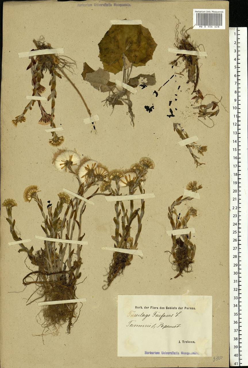 Tussilago farfara L., Eastern Europe, Estonia (E2c) (Estonia)