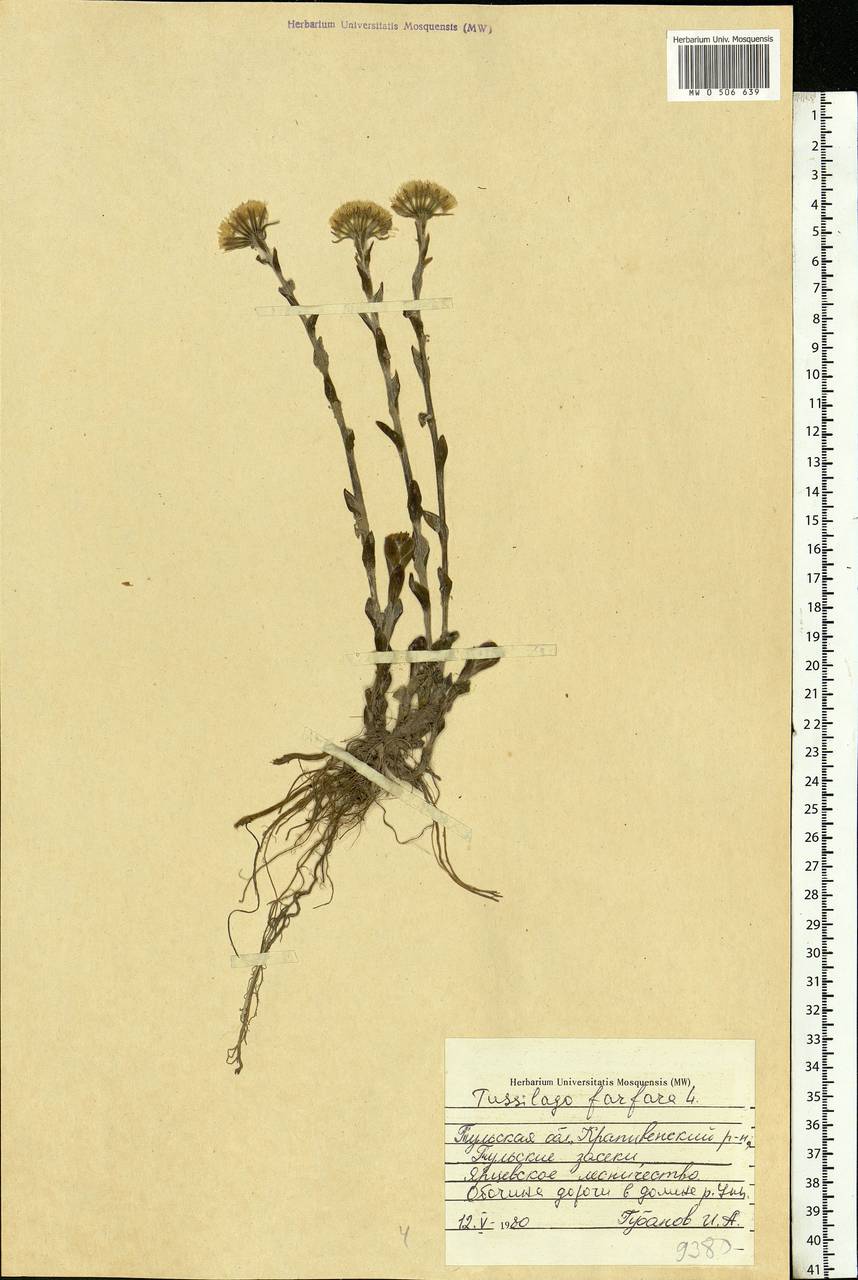 Tussilago farfara L., Eastern Europe, Central region (E4) (Russia)