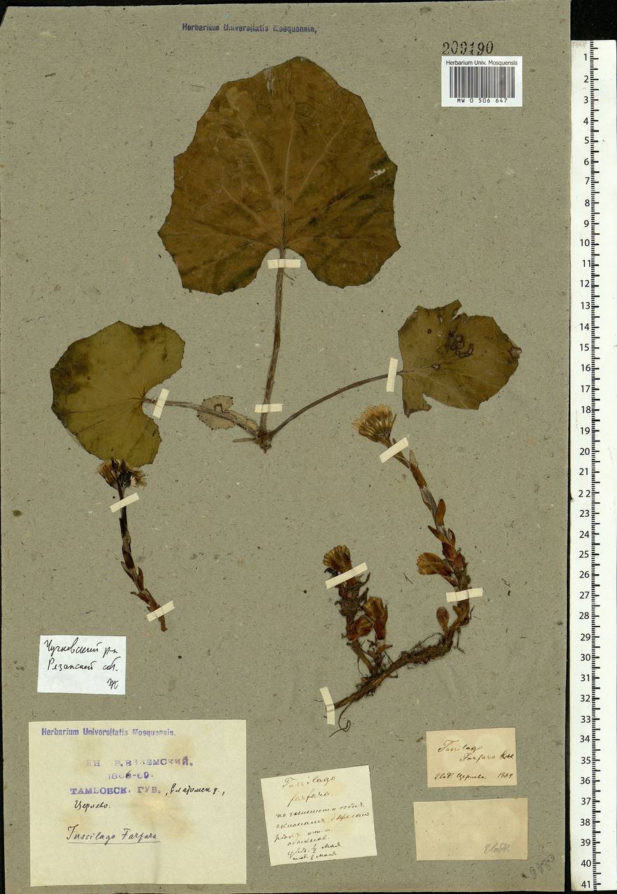 Tussilago farfara L., Eastern Europe, Central region (E4) (Russia)