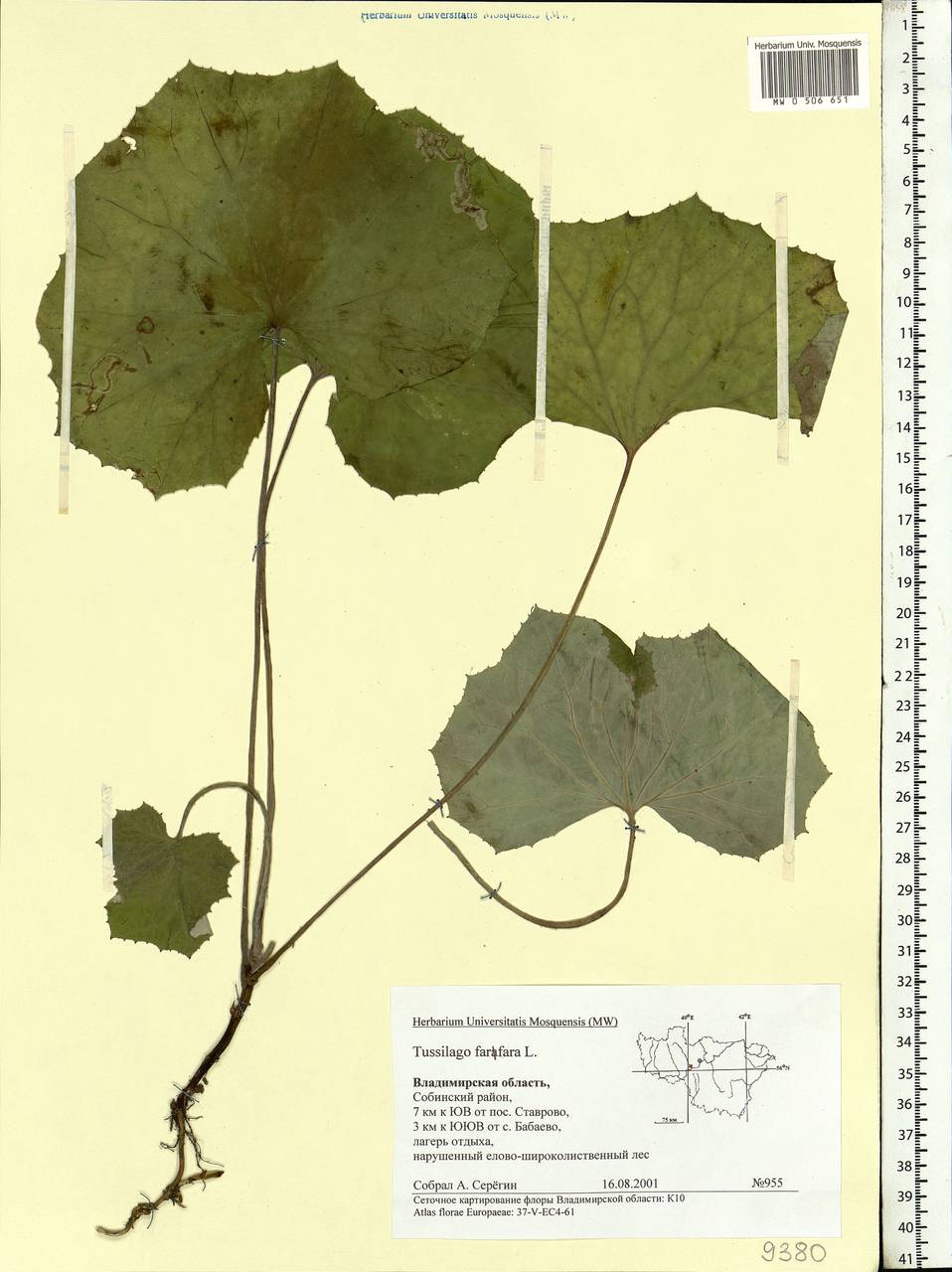 Tussilago farfara L., Eastern Europe, Central region (E4) (Russia)