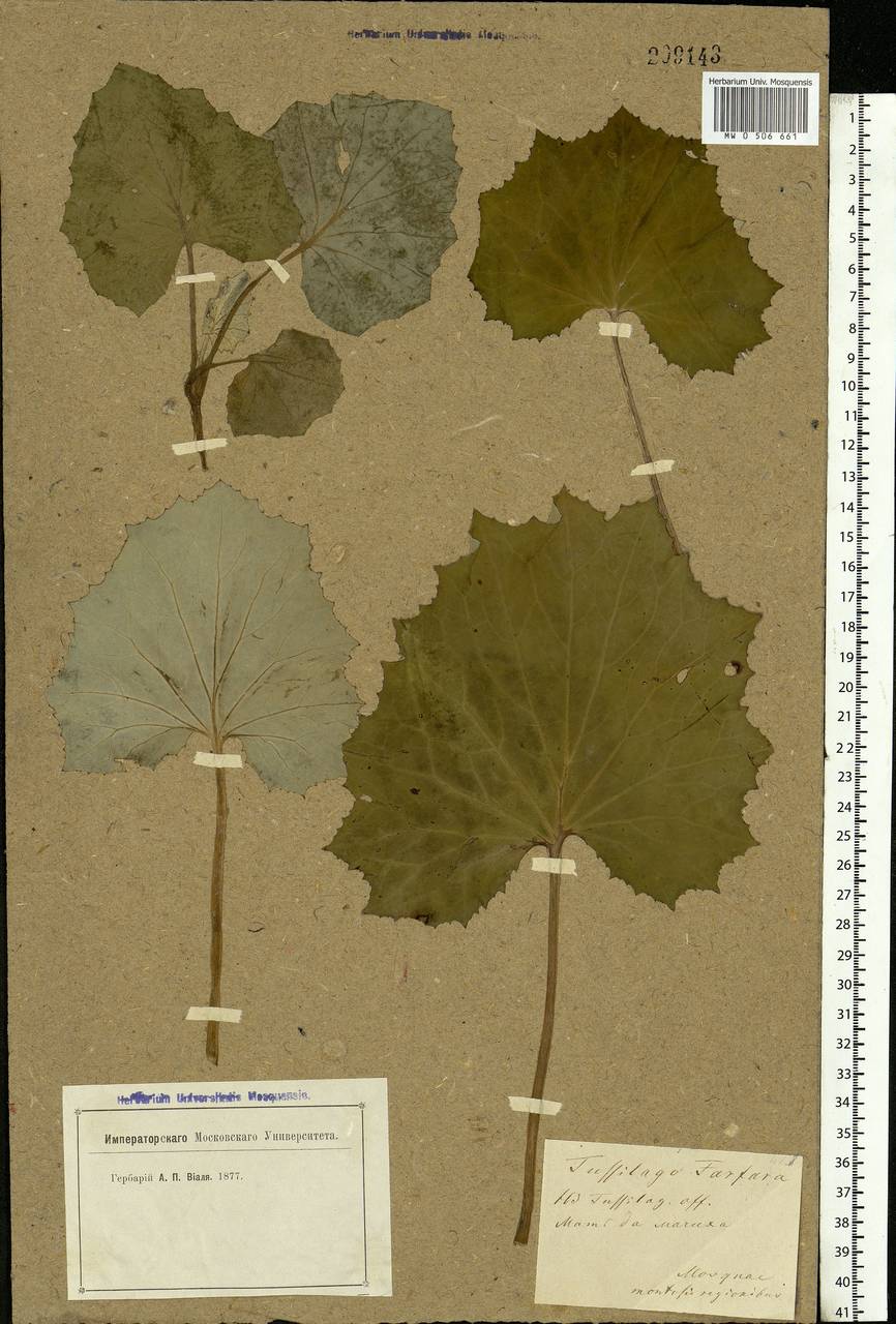 Tussilago farfara L., Eastern Europe, Moscow region (E4a) (Russia)