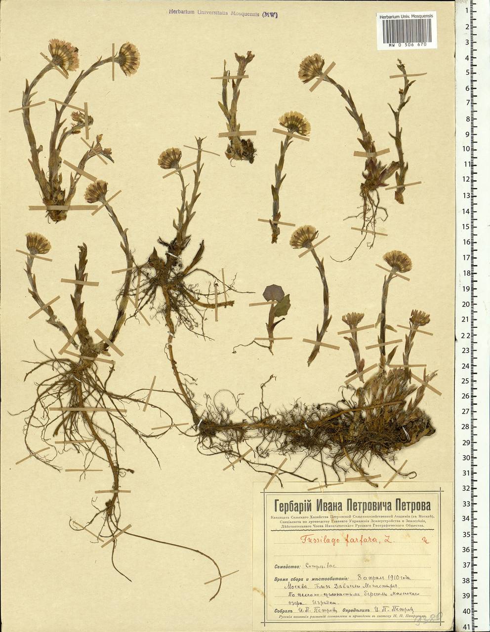 Tussilago farfara L., Eastern Europe, Moscow region (E4a) (Russia)