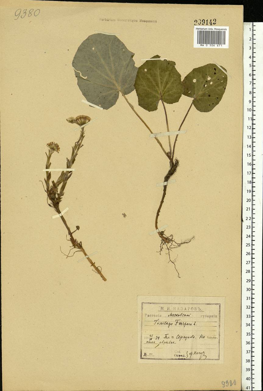 Tussilago farfara L., Eastern Europe, Moscow region (E4a) (Russia)