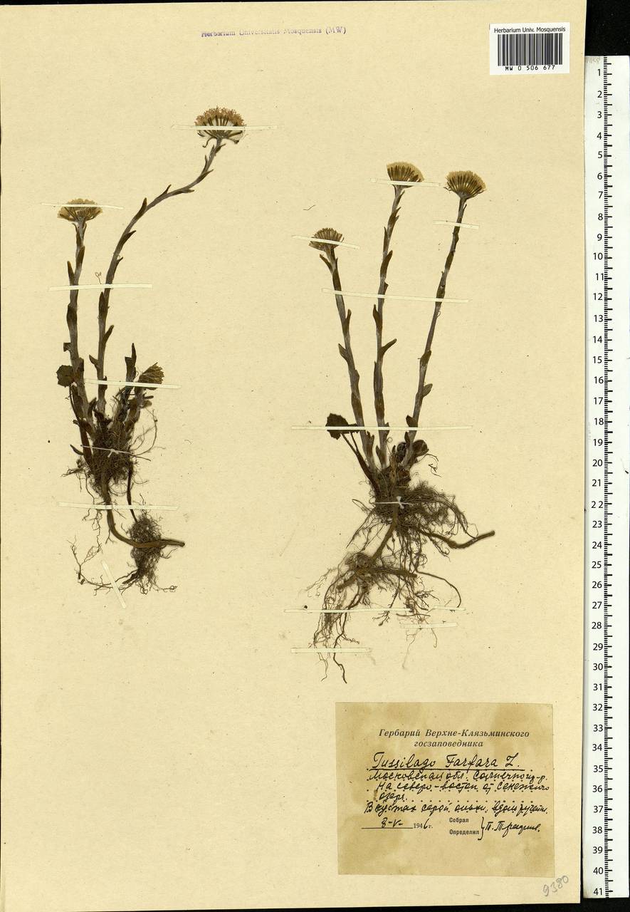 Tussilago farfara L., Eastern Europe, Moscow region (E4a) (Russia)